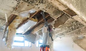 Mold Odor Removal Services in Harvard, IL